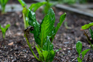 lettuce growing in the backyard garden