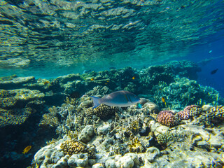 coral reef of the red sea. corals close-up