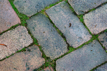 rainy brick pathway in backyard