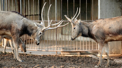 Two deer (Elaphurus Davidianus) in captivity about to bump their horns