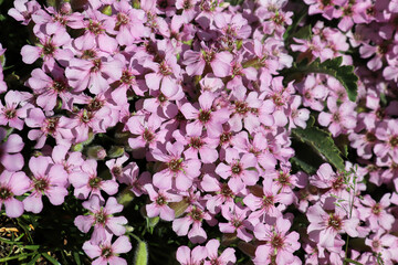 Closeup of delicate pink flowers on a Soapwort