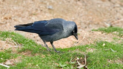 Western jackdaw, bird of the corvidae family standing on the grass looking for food on the ground