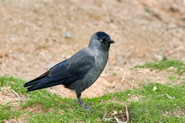 Western jackdaw, bird of the corvidae family standing on the grass