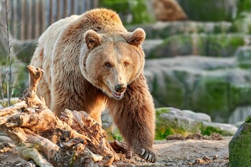 Huge brown bear with a nice brown fur walking on the ground moving its hooves with long nails with each stride