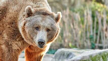 Close-up portrait of the face of a brown bear with nice brown fur