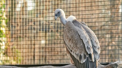 Huge bird of prey, Griffon Vulture in captivity perched on a branch inside a cage