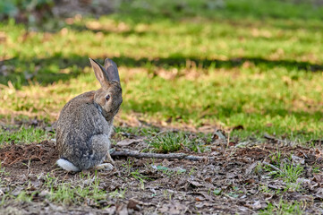 European hare sitting in the forest while cleaning its fur in the late afternoon
