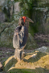Southern ground-hornbill (Bucorvus leadbeateri) in captivity seen in profile perched on some stones with moss