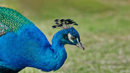 Fototapeta premium Close up portrait of nice peacock with deep blue and green plumage