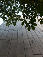 leaves of a tree in the city