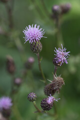 macro close-up purple thistle flower in summer