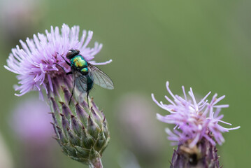 metallic fly on purple flower