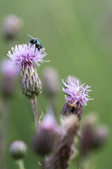 macr close-up of a fly sitting on a thistle