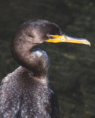 Portrait of a cormoran perched on rocks near the sea