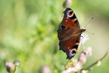 butterfly on a flower