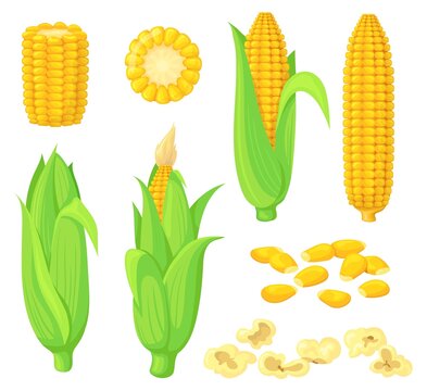 Cartoon kernels maize. Green corncob with leaf, ear golden corn, grain sweetcorn, cob vegetable plant, white seed popcorn, sweet meal, isolated clipart neat vector illustration