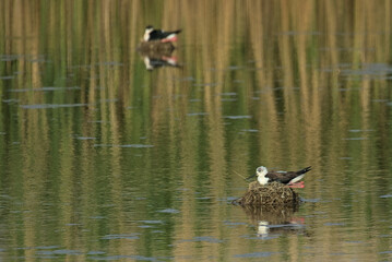 Black-Winged Stilt in Shallow Water. The bird sits in a nest in the middle of a swamp. Wader bird stilt. Odessa Oblast, Ukraine.