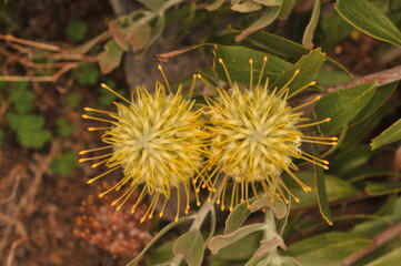 Yellow exotic flower, Cape Town, South Africa. 