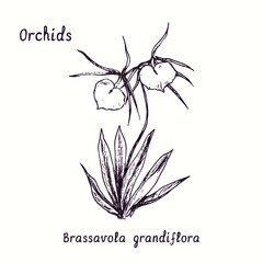 Brassavola grandiflora (Lady of the Night orchid) orchids flower collection. Ink black and white doodle drawing in woodcut style with inscription. © Artinblackink
