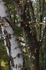 Tree trunk in the forest