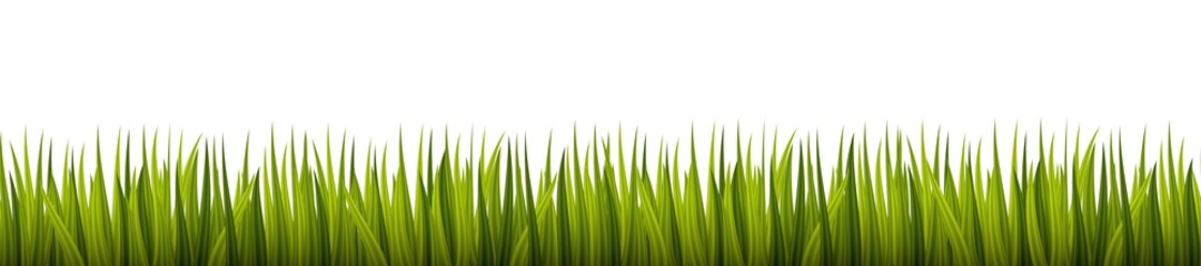 Fototapeta na wymiar Green grass on a white background. Element for design creation. Vector illustration