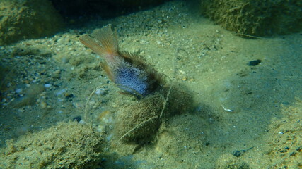 Dead painted comber (Serranus scriba) undersea, Aegean Sea, Greece, Halkidiki