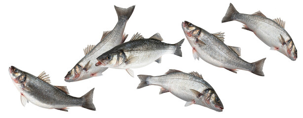 Sea bass, school of seabass fish isolated on white background