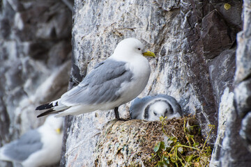 Kittiwake bird in a rock in Hafnarholmi in Iceland