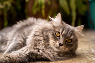 Gato gris con ojos naranjas, de pelo largo y esponjoso entre plantas 