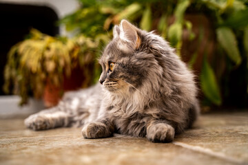 Naklejka na ściany i meble Gato gris con ojos naranjas, de pelo largo y esponjoso entre plantas 