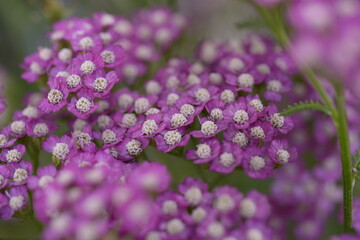 purple flowers in the garden