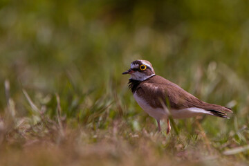 Sieweczka rzeczna(Charadrius) - dubiusLittle ringed plover