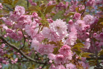 pink cherry blossom