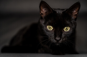 Gato negro con ojos verdes mini pantera