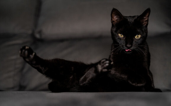 Gato negro con ojos verdes mini pantera