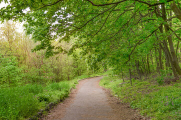 pedestrian path in a park with trees
