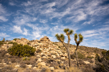 Wispy Clouds Over Joshua Trees and Boulders