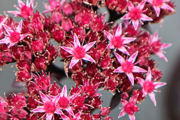 Top view of red flowers on a Stonecrop plant