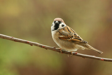 Mazurek, wróbel polny (Passer montanus) – Eurasian tree sparrow - obrazy, fototapety, plakaty