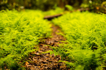 Young Fern Attempting to Reach The Other Side Of A Narrow Trail