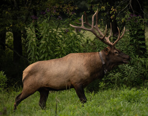 Walking Bull Elk With Collar Walks At Attention