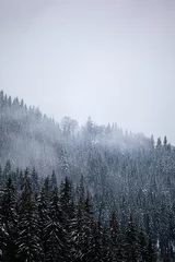 Crédence de cuisine en verre imprimé Forêt dans le brouillard Pine trees covered with snow on the mountain slopes. Conifers in winter. Winter landscape.