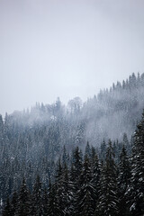 Pine trees covered with snow on the mountain slopes. Conifers in winter. Winter landscape.