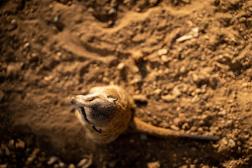 Suricato plano cenital 