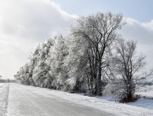 Winter trees in snow at Christmas