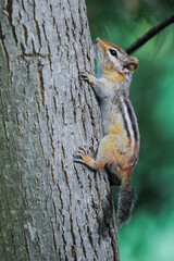 View at small chipmunk sitting on the thee in park and looking around