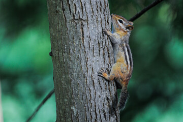 View at small chipmunk sitting on the thee in park and looking around