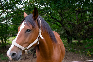 Fototapeta premium portrait of a horse