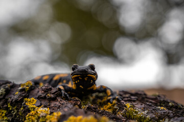 Salamandra sobre piedra 