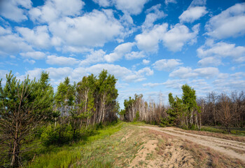 Pine and birch trees against the blue sky..